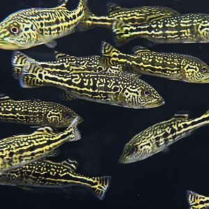 Batik Peacock Bass (Cichla sp. Batik)