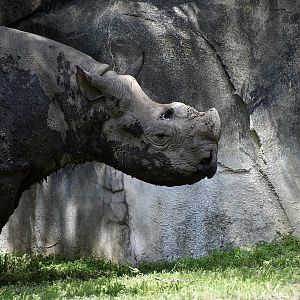 Eastern Black Rhinoceros (Diceros bicornis michaeli) with strange horn