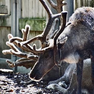 Domestic Reindeer (Rangifer tarandus) beating the heat