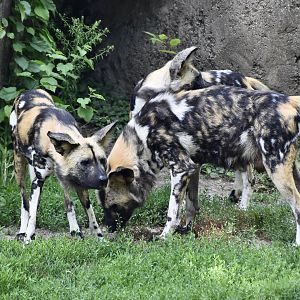African Wild Dog (Lycaon pictus) pack