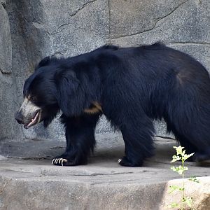 Sloth Bear (Melursus ursinus)