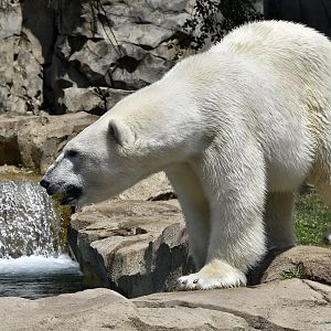 Polar Bear (Ursus maritimus)