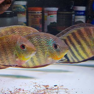 Inírida Tiger Severum (Heros cf. severus 'Río Inírida')