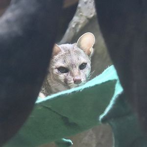 Common Genet (Genetta genetta)