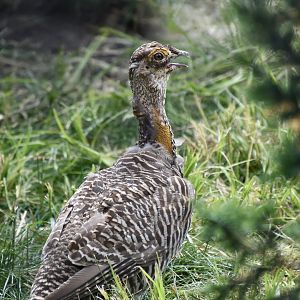 Greater Prairie-Chicken (Tympanuchus cupido pinnatus) male