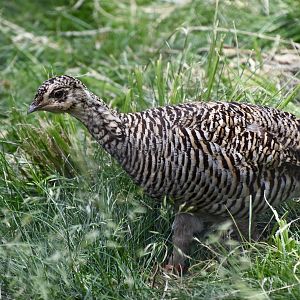 Greater Prairie-Chicken (Tympanuchus cupido pinnatus) female