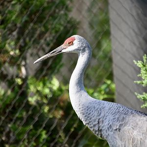 Florida Sandhill Crane (Antigone canadensis pratensis)