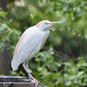 Western Cattle Egret (Bubulcus ibis)