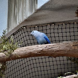 Blue-Gray Tanager (Thraupis episcopus)