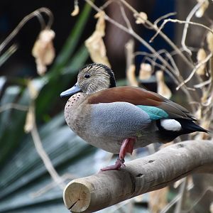 Ringed Teal (Callonetta leucophrys)