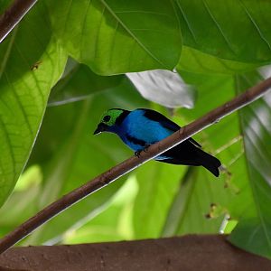 Paradise Tanager (Tangara chilensis)