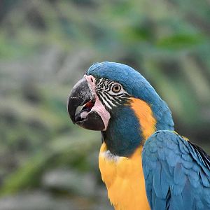 Blue-Throated Macaw (Ara glaucogularis)