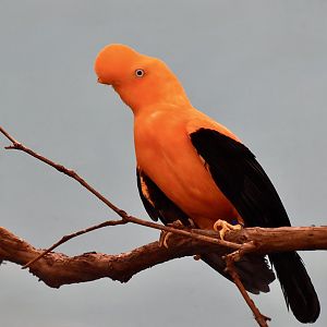 Andean Cock-of-the-Rock (Rupicola peruvianus peruvianus) male