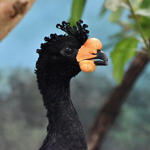 Wattled Curassow (Crax globulosa) male