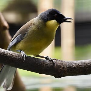 Blue-Crowned Laughingthrush (Pterorhinus courtoisi)