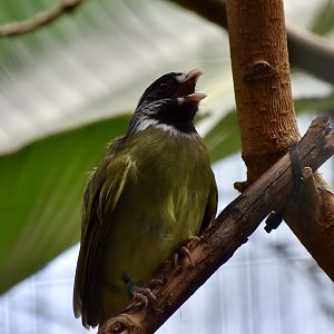 Collared Finchbill (Spizixos semitorques)
