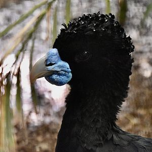 Blue-Billed Curassow (Crax alberti)