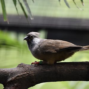 Speckled Mousebird (	Colius striatus)