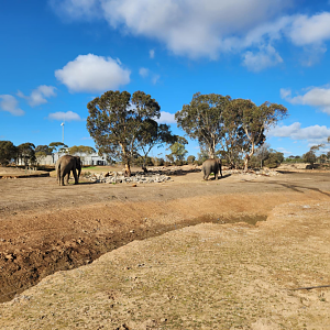 Monarto Safari Park - Elephant Exhibit (Area One)