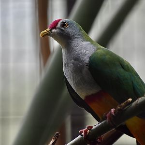 Beautiful Fruit Dove (Ptilinopus pulchellus)
