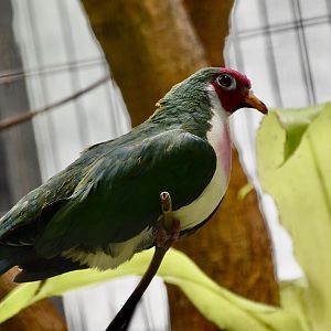 Jambu Fruit Dove (Ptilinopus jambu)