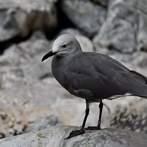 Grey Gull (Leucophaeus modestus)