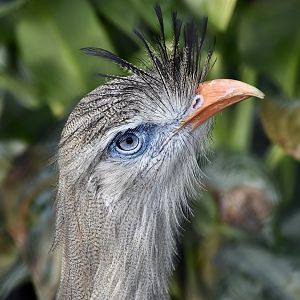 Red-Legged Seriema (Cariama cristata)