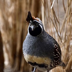 Gambel's Quail (Callipepla gambelii) male