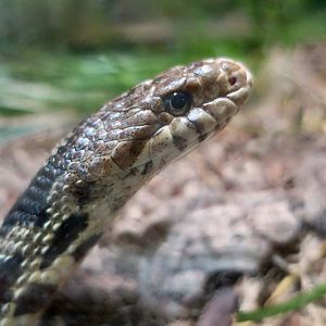 Eastern Fox Snake (Pantherophis vulpinus)