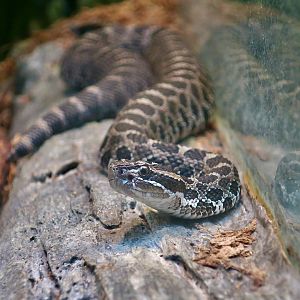 Eastern Massasauga (Sistrurus catenatus)