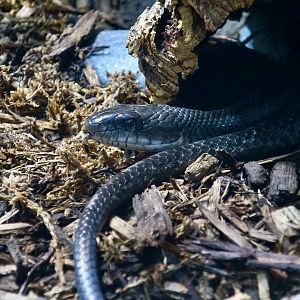 Western Rat Snake (Pantherophis obsoletus)