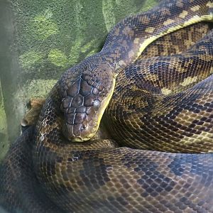 Timor Python (Malayopython timoriensis)