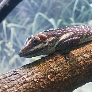 Smallwood's Anole (Anolis smallwoodi)