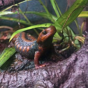 Emperor Newt (Tylototriton shanjing)
