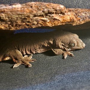 Halmahera Giant Gecko (Gehyra marginata)