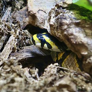 Mandarin Ratsnake (Euprepiophis mandarinus)