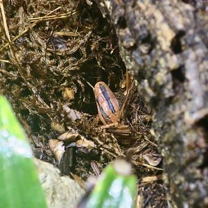 Thai Bamboo Ratsnake (Oreocryptophis porphyraceus coxi)