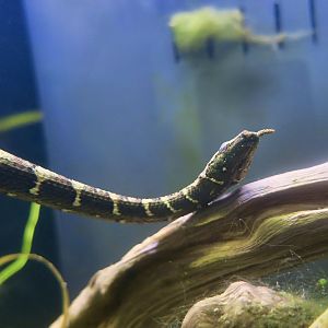 Tentacled Snake (Erpeton tentaculatum)