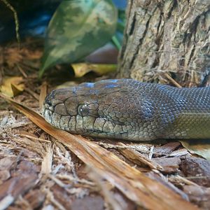 Papuan Python (Apodora papuana)