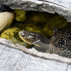 Blanding's Turtle (Emydoidea blandingii)