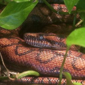 Brazilian Rainbow Boa (Epicrates cenchria)