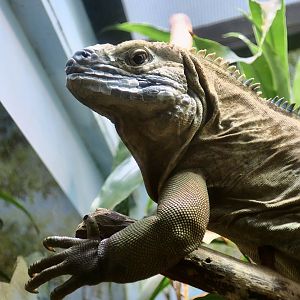 Jamaican Iguana (Cyclura collei)