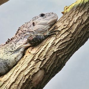 Utila Spinytail Iguana (Ctenosaura bakeri)