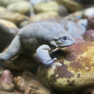 Titicaca Water Frog (Telmatobius culeus)