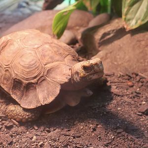 Home's Hingeback Tortoise (Kinixys homeana)