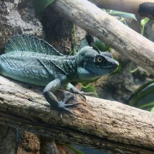Green Basilisk (Basiliscus plumifrons)
