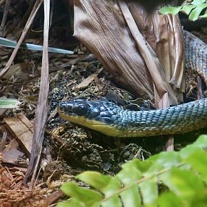 Puffing Snake (Phrynonax poecilonotus)