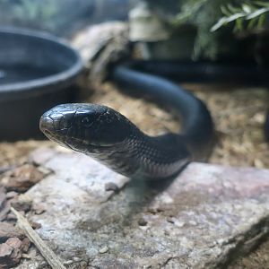 Eastern Indigo Snake (Drymarchon couperi)