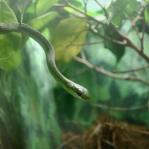 Rough Green Snake (Opheodrys aestivus)
