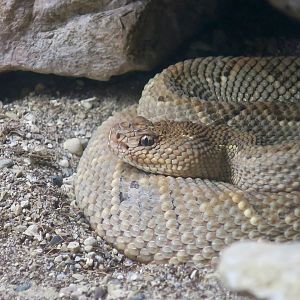 Aruba Island Rattlesnake (Crotalus unicolor)